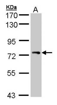 STAM antibody