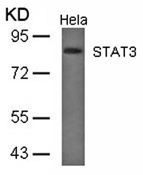 STAT3 (Ab-727) Antibody