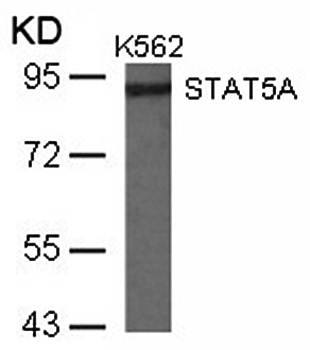 STAT5A (Ab-780) Antibody