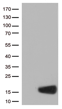 Stefin B (CSTB) antibody