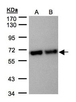 STIP1 antibody