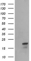 SYNJ2BP antibody