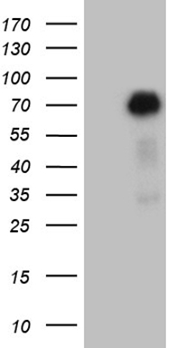 Syntaxin 18 (STX18) antibody