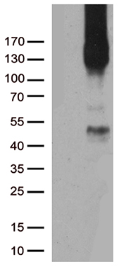 Syntaxin 3 (STX3) antibody