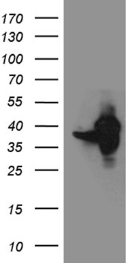 Syntaxin 3 (STX3) antibody