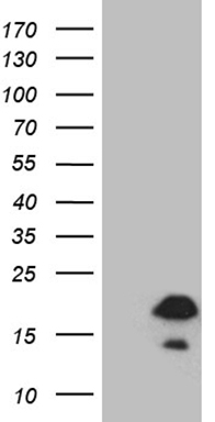Telethonin (TCAP) antibody