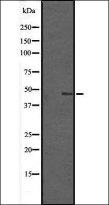 TMEM184B antibody