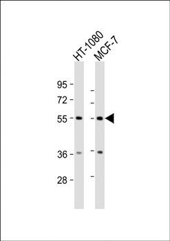 TMEM184C antibody