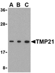 TMP21 Antibody