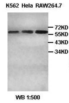 TNFRSF10A antibody