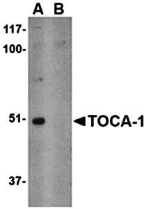 TOCA Antibody
