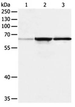 TRAF6 Antibody