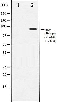 Tropomyosin (Phospho-Tyr680+Tyr681) antibody