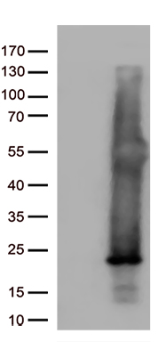 UBE1C (UBA3) antibody