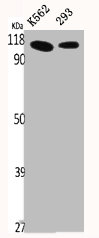 USO1 antibody