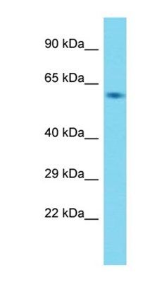 Usp21 antibody