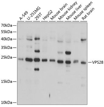 VPS28 antibody