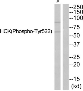 HCK (Phospho-Tyr521) antibody