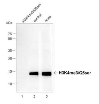 Histone H3 (tri methyl K4, serotonyl Q5) antibody [Out of stock]