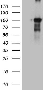 WTAP antibody