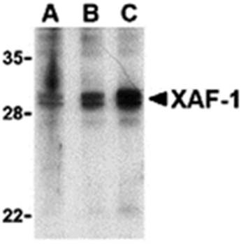 XAF Antibody