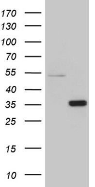 XPB (ERCC3) antibody