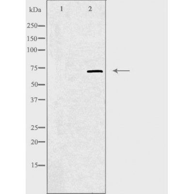 ZNF147 antibody