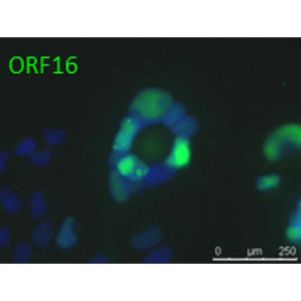 ORF16 (VZV) antibody