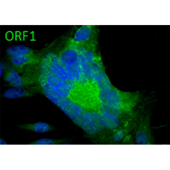 ORF1 (VZV) antibody