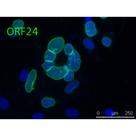 ORF24 (VZV) antibody