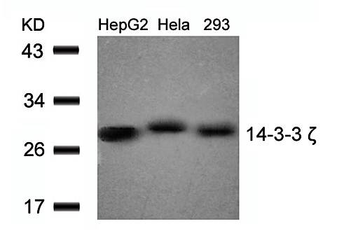 14-3-3 ζ (Ab-58) Antibody