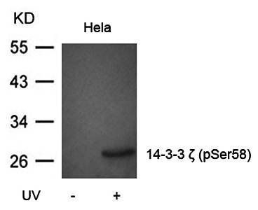 14-3-3 ζ (Phospho-Ser58) Antibody