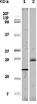 4E-BP1 Antibody