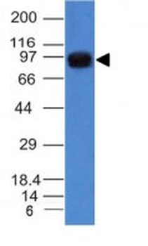 Nucleolin (Marker of Human Cells) Antibody - With BSA and Azide