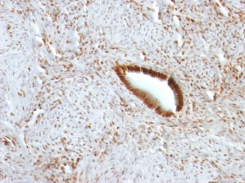 Nucleolin (Marker of Human Cells) Antibody - With BSA and Azide