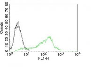 Nucleolin (Marker of Human Cells) Antibody - With BSA and Azide