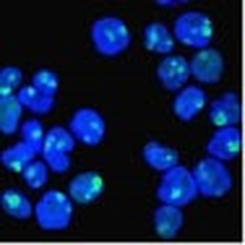 Nucleolin (Marker of Human Cells) Antibody - With BSA and Azide