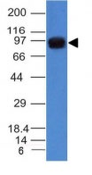 Nucleolin (Marker of Human Cells) Antibody - With BSA and Azide