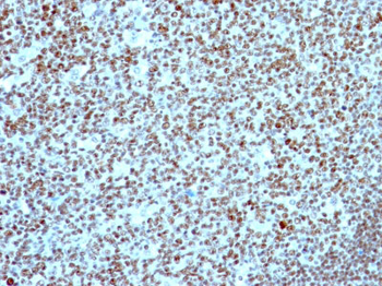 Nucleolin (Marker of Human Cells) Antibody - With BSA and Azide
