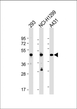 NSFL1C Antibody (N-Term)