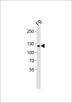 Mouse Sirt1 Antibody (C-term)