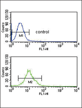 SMYD3 Antibody (N-term)