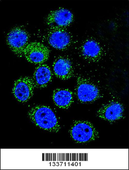 IGF1 Antibody (C-term)