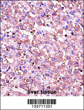IGF1 Antibody (C-term)