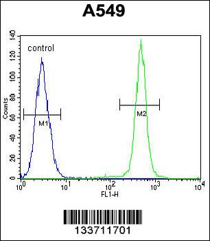 IGF1 Antibody (C-term)
