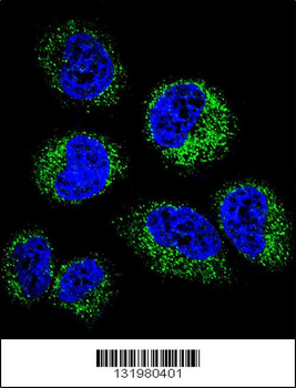 GGH Antibody (C-term)