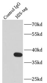 6*His, His-Tag antibody