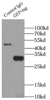 GFP tag antibody