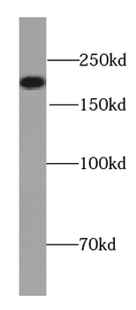 NF200 antibody