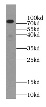 NGEF antibody